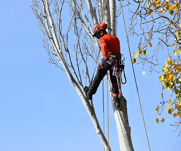 Un arboriste grimpeur à Blois, équipé de son casque et de son harnais, escalade un arbre élancé et dénudé sous un ciel bleu limpide, tandis que quelques feuilles jaunes subsistent sur les branches voisines.