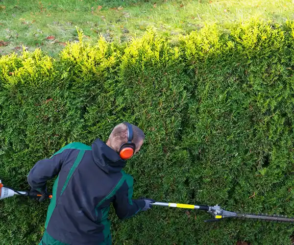 Une personne portant un équipement de protection et des protections auditives taille une haie verte haute et dense à l&#039;aide d&#039;un taille-haie électrique à long manche par une journée ensoleillée, mettant en valeur un expert en élagage de haies à Blois.