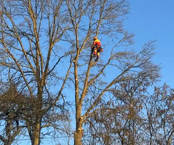 Une personne portant une veste orange et un équipement de sécurité effectue un élagage en hauteur sur grand arbre feuillu, travaillant en hauteur parmi les branches sans feuilles dans un ciel bleu clair.