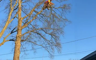Élagage en hauteur sur grand arbre feuillu à Blois (41)