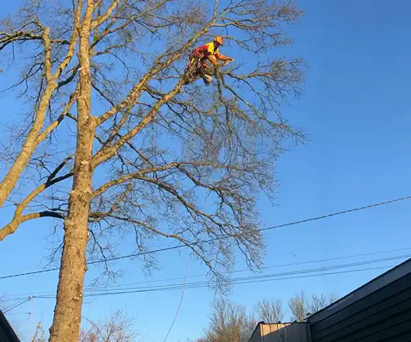 Une personne portant un équipement de sécurité effectue un élagage sanitaire, grimpant et travaillant en hauteur dans les branches d&#039;un grand arbre sans feuilles, dans un ciel bleu clair, avec les toits et les lignes électriques visibles en dessous.
