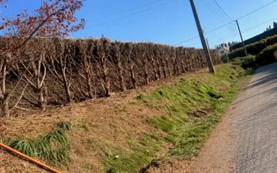 Élagage sévère d’une haie de thuya sur talus en bord de voirie – Loir-et-Cher (41)