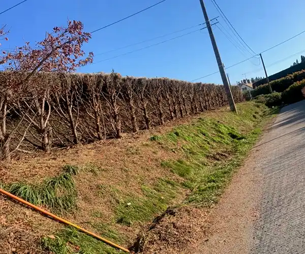 Une rangée montrant le résultat d&#039;un élagage sévère d&#039;une haie de thuya aligne une zone herbeuse en pente à côté d&#039;une route pavée sous un ciel bleu clair avec des lignes électriques au-dessus de la tête.
