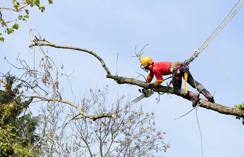 Un élagueur professionnel à Blois, portant un équipement de sécurité et un casque, utilise une tronçonneuse tout en étant attaché à des cordes, coupant de manière experte une grosse branche d&#039;arbre en hauteur par temps clair.