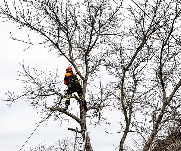 Un ouvrier d&#039;une entreprise d&#039;élagage à Blois, équipé d&#039;un équipement de sécurité, grimpe sur un grand arbre sans feuilles à l&#039;aide d&#039;une échelle et de cordes sous un ciel nuageux, se préparant probablement à tailler ou à couper des branches.