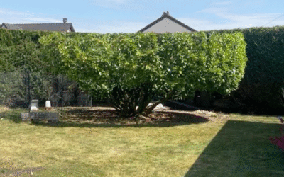 Taille de formation d’un arbuste isolé – Jardin privé à Blois (41)