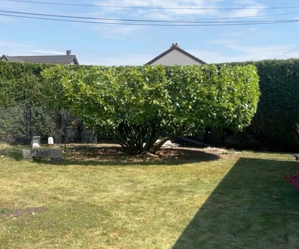 Un grand buisson bien taillé, formé par taille de formation d&#039;un arbuste isolé, se dresse au centre d&#039;un jardin ensoleillé et herbeux, entouré d&#039;une haie et de zones d&#039;ombre. Des maisons et un ciel bleu forment une toile de fond paisible.