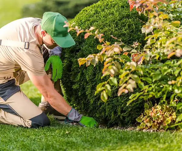 Un paysagiste romorantin en bonnet vert, gants et bleu de travail s'agenouille sur l'herbe tout en s'occupant d'un arbuste bien taillé dans un jardin.